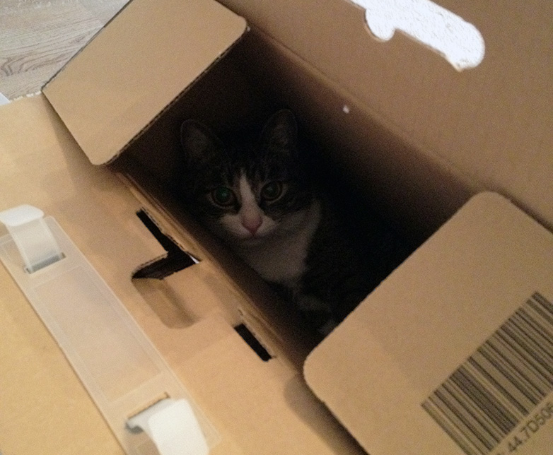 cat-in-the-box